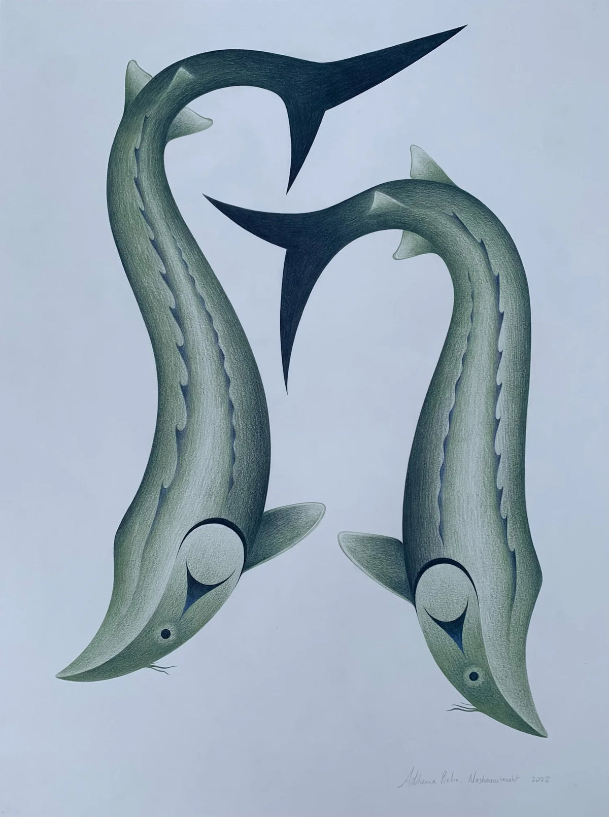 Sturgeons